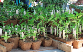 Affordable Raised Beds Clearance Picks Reviewed for Gardeners