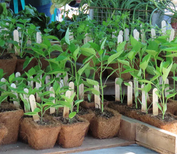 Affordable Raised Beds Clearance Picks Reviewed for Gardeners