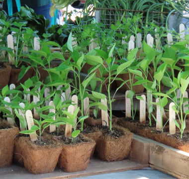 Affordable Raised Beds Clearance Picks Reviewed for Gardeners
