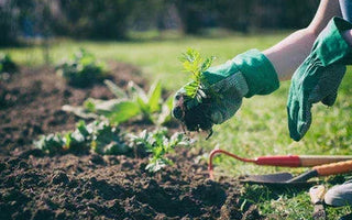 Prepare Your Lawn for Spring: 3 Essential Winter Tasks - Land Guard