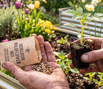 A packet of Heritage Seed Co. seeds and a potted plant transplant on a wooden garden table with a trowel.