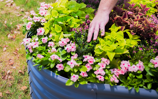 A hand gently tending to vibrant pink flowers and lush foliage in a blue round raised garden bed.