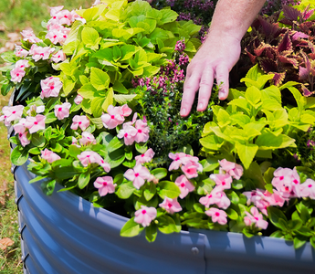 A hand gently tending to vibrant pink flowers and lush foliage in a blue round raised garden bed.