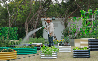 A gardener watering plants in colorful raised garden beds with a hose.