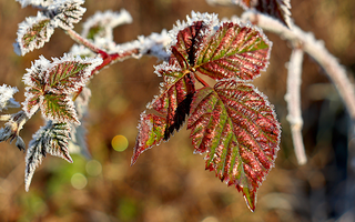 Frost-covered red and green leaves on a plant in a raised garden bed.
