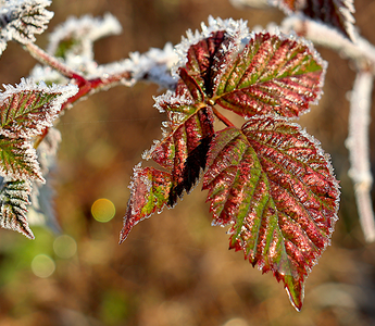 Frost-covered red and green leaves on a plant in a raised garden bed.