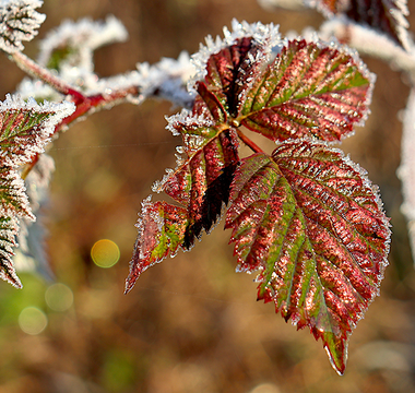 Frost-covered red and green leaves on a plant in a raised garden bed.