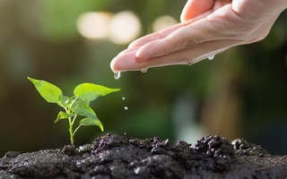 Essential for Home Gardeners Soil Insulation and Irrigation Techniques for Autumn and Winter