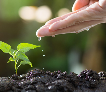 Essential for Home Gardeners Soil Insulation and Irrigation Techniques for Autumn and Winter