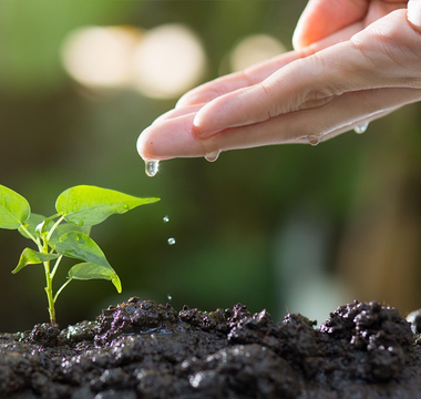 Essential for Home Gardeners Soil Insulation and Irrigation Techniques for Autumn and Winter