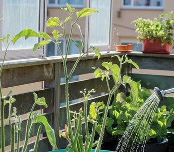 Landguard raised garden beds corrugated iron stories from real gardeners