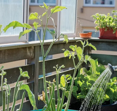 Landguard raised garden beds corrugated iron stories from real gardeners
