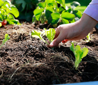 Kickstart Your Spring Garden: A Guide to Starting Seeds Indoors