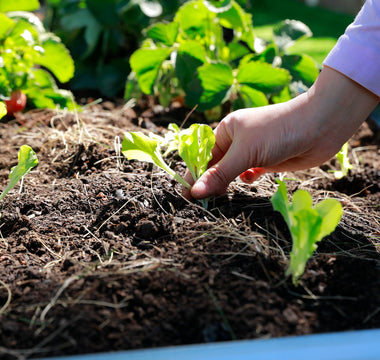 Kickstart Your Spring Garden: A Guide to Starting Seeds Indoors