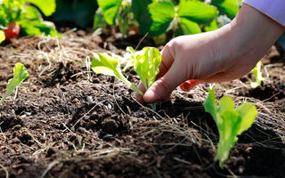 Kickstart Your Spring Garden: A Guide to Starting Seeds Indoors - Land Guard
