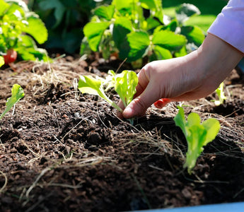 Kickstart Your Spring Garden: A Guide to Starting Seeds Indoors - Land Guard