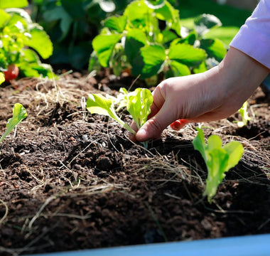Kickstart Your Spring Garden: A Guide to Starting Seeds Indoors - Land Guard
