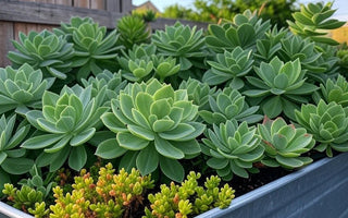 Succulents Summer Survival Guide: Secrets to Thriving in the Heat - Land Guard
