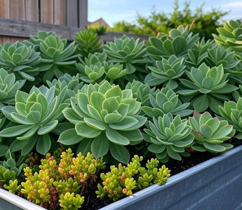 Succulents Summer Survival Guide: Secrets to Thriving in the Heat - Land Guard