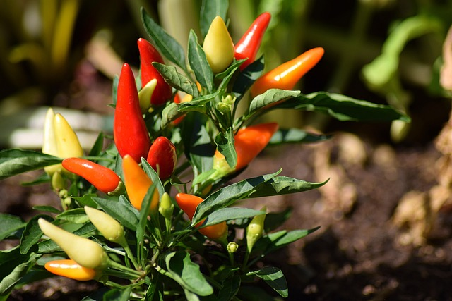 How to Grow Peppers in Raised Garden Beds: Expert Tips Using Galvanized Garden Beds