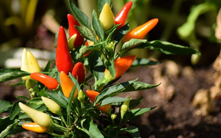 How to Grow Peppers in Raised Garden Beds: Expert Tips Using Galvanized Garden Beds