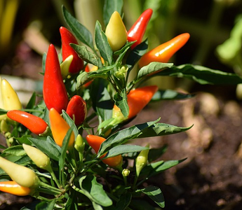 How to Grow Peppers in Raised Garden Beds: Expert Tips Using Galvanized Garden Beds