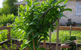 Vanilla plant growing in a metal raised garden bed