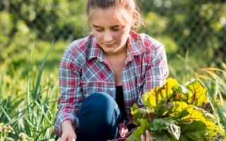 Crop Rotation Techniques for Vegetables: How to Keep Harvesting Fresh Produce