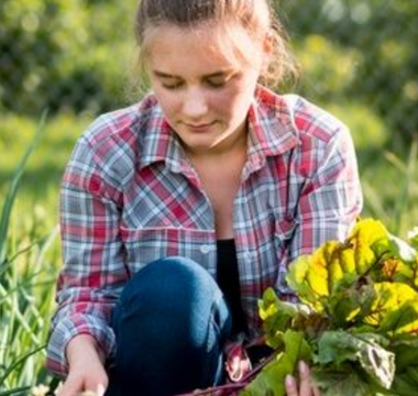 Crop Rotation Techniques for Vegetables: How to Keep Harvesting Fresh Produce