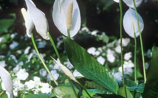 The Air-Purifying Plant Army: 7 High-Efficiency Formaldehyde-Absorbing Plants