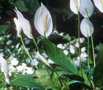 The Air-Purifying Plant Army: 7 High-Efficiency Formaldehyde-Absorbing Plants - Land Guard