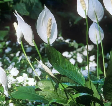 The Air-Purifying Plant Army: 7 High-Efficiency Formaldehyde-Absorbing Plants - Land Guard