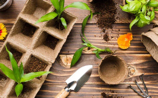 Vegetable seedlings in biodegradable pots with gardening tools