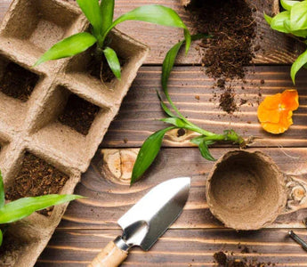 Vegetable seedlings in biodegradable pots with gardening tools