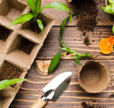 Vegetable seedlings in biodegradable pots with gardening tools