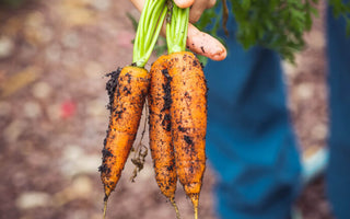 How to Grow Carrots in Garden Beds