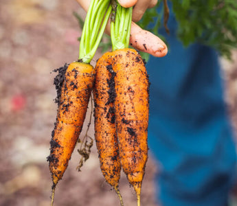 How to Grow Carrots in Garden Beds