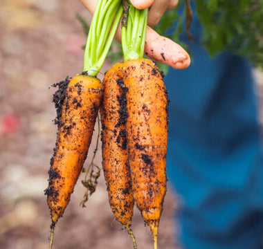 How to Grow Carrots in Garden Beds