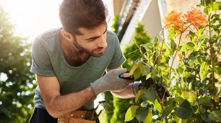 Choosing The Right of Potato to Grow at Home