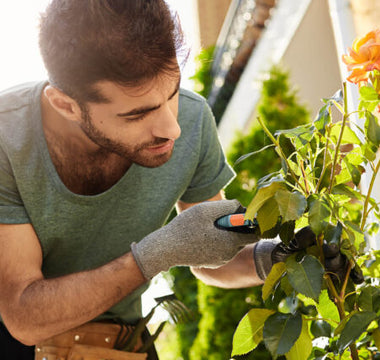 Choosing The Right of Potato to Grow at Home