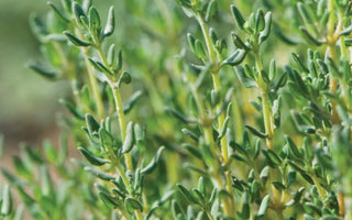 Harvesting Thyme in Raised Gardens: Pruning for Continuous Growth - Land Guard