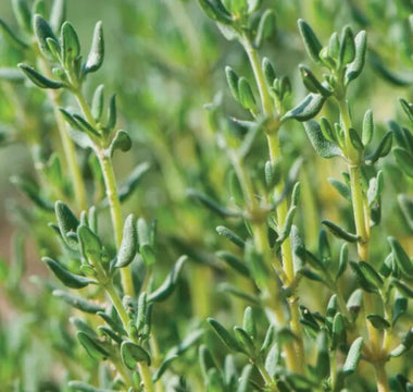 Harvesting Thyme in Raised Gardens: Pruning for Continuous Growth - Land Guard