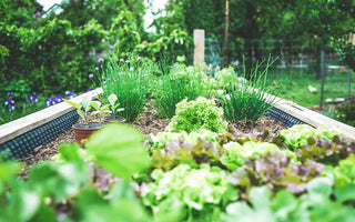 Are Landguard Galvanized Steel Raised Garden Beds Right for You