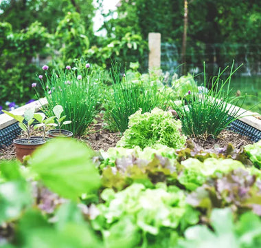 Are Landguard Galvanized Steel Raised Garden Beds Right for You