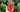 Growing Strawberries in Raised Garden Beds - Land Guard