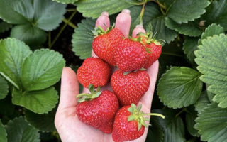 Growing Strawberries in Raised Garden Beds - Land Guard