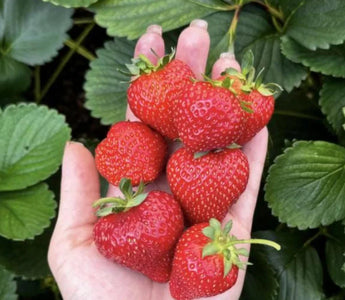 Growing Strawberries in Raised Garden Beds - Land Guard