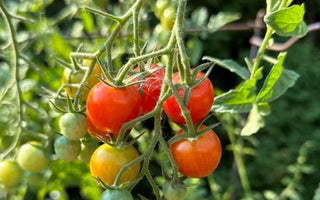 Saving Your Tomatoes: How to Prevent and Treat Blossom-End Rot in a Raised Garden Bed - Land Guard