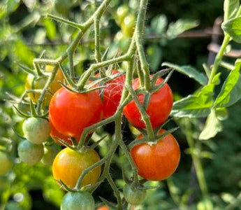 Saving Your Tomatoes: How to Prevent and Treat Blossom-End Rot in a Raised Garden Bed - Land Guard
