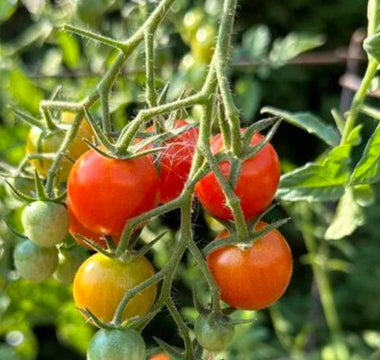 Saving Your Tomatoes: How to Prevent and Treat Blossom-End Rot in a Raised Garden Bed - Land Guard